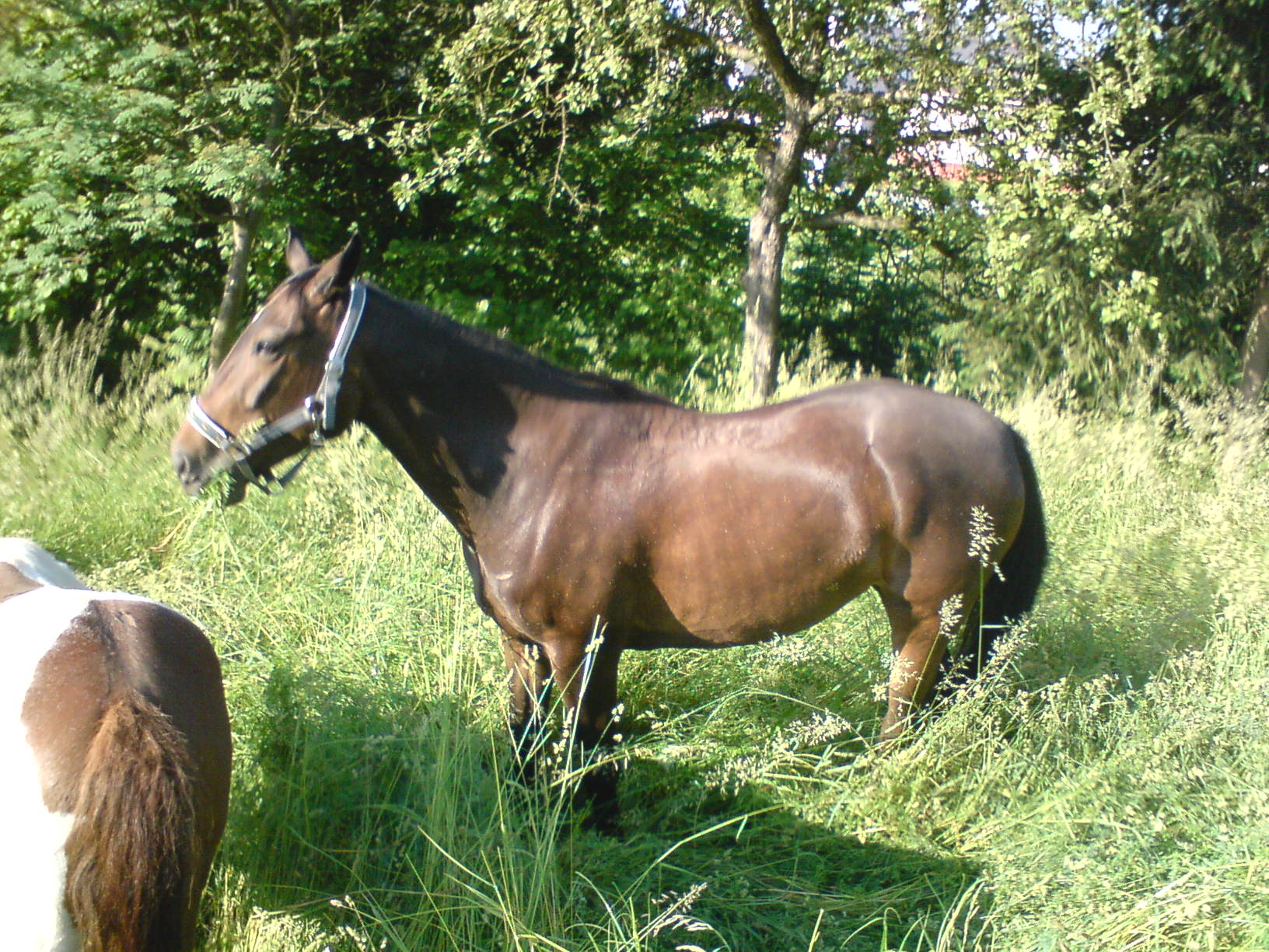 DSC00175.JPG