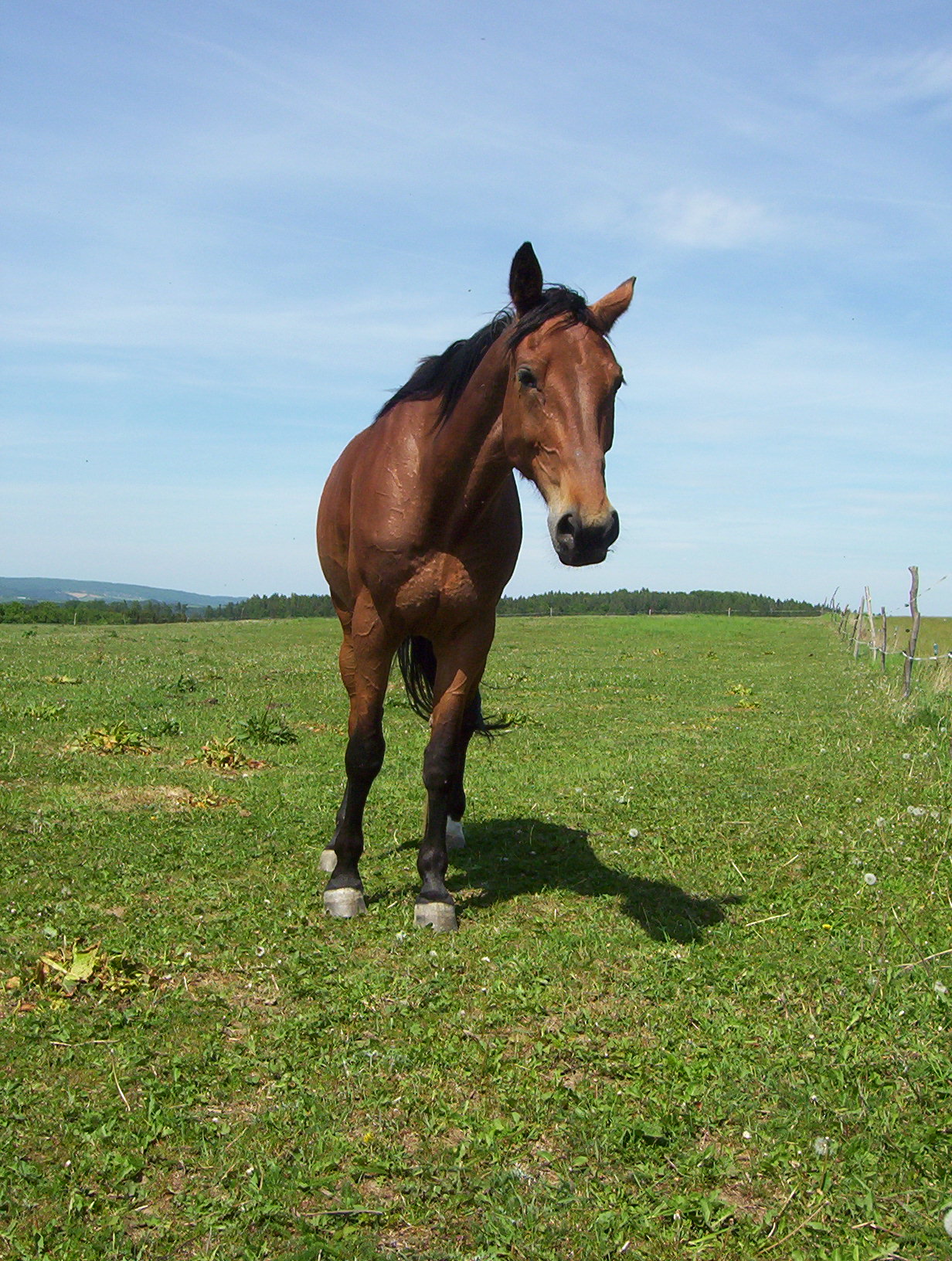 lennysek1.jpg